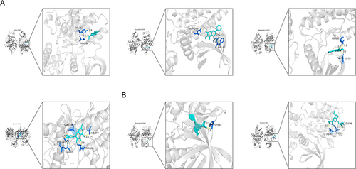 Figure 2 Molecular docking. (A) Molecular docking for Rehin, Oroxylin A, Baicalein, Quercetin, and CDK5. (B) Molecular docking for Roscovitine, Dinaciclib, and CDK5.