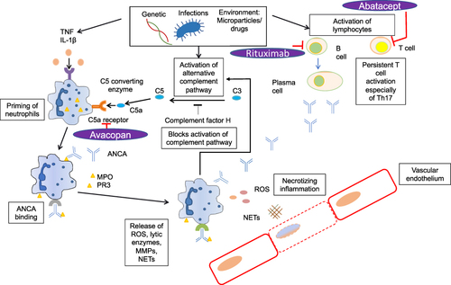 Figure 1 Pathways involved in the pathogenesis of ANCA vasculitis, and their drug targets.
