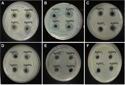 Figure 4 Zones of inhibition for various pathogens.Notes: Zones of inhibition of 50 μL of reaction mixture containing silver nanoparticles and 50 μL of 1mM AgNO3 (silver nitrate) against the pathogenic strains Candida albicans (A), Vibrio parahaemolyticus (B), Bacillus anthracis (C), Bacillus cereus (D), Salmonella enterica (E), and Escherichia coli (F).Abbreviation: AgNPs, silver nanoparticles.