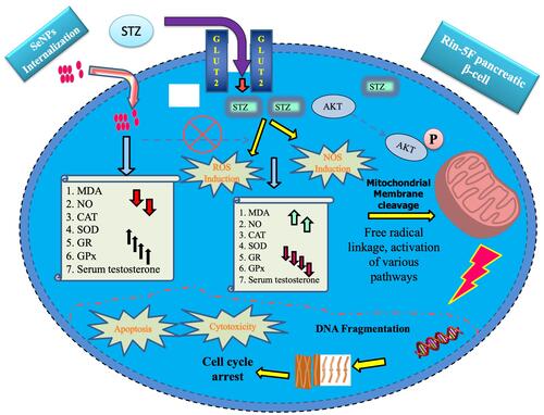 Figure 6 Anti-diabetic mechanism of the plant-based SeNPs against Streptozotocin-induced cytotoxicity and apoptosis in Rin- 5F pancreatic β-Cells.