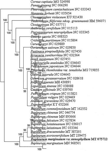 Figure 1. The phylogenetic position for B. marginatum var. stenophyllum according to the ML phylogenetic tree constructed based on 38 chloroplast genomes. The bootstrap support values are shown on the branches.