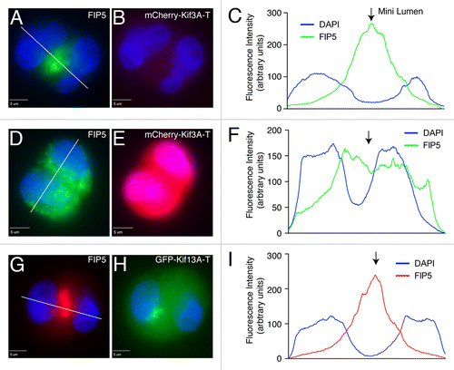 Figure 4. Kinesin-2 is required for FIP5-endosome targeting to the AMIS. Control MDCK cells (A–C) or MDCK cells transiently expressing either mCherry-Kif3A-T (D–F) or GFP-Kif13A-T (G–I) were grown in 3D cultures for 24 h. Cells were then fixed and stained with anti-FIP5 antibodies. Panels in (C, F and I) show quantification of FIP5 distribution (marked by lines in A, D and G). Scale bars: 5 μm.