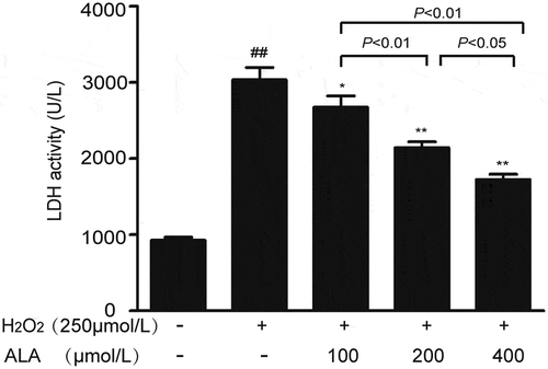 Figure 2. Effects of different concentrations of ALA on the LDH activity in H2O2-induced HUVECs. The LDH activity was measured by LDH kit. In H2O2 injury model, HUVECs were treated with H2O2 at 250 μmol/L for 48 h. In ALA groups, HUVECs were co-incubated with H2O2 (250 μmol/L) and ALA at 100 μmol/L, 200 μmol/L and 400 μmol/L for 48 h. Values are expressed as mean ± SEM, n = 6 independent experiments. ##P < 0.01 vs control, *P < 0.05 vs model, **P < 0.01 vs model.