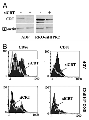 Figure 6. Calreticulin depletion in cancer cells impairs their capacity to activate dendritic cells in the course of immunogenic cell death. (A) Human glioblastoma ADF cells and colorectal carcinoma RKO-HIPK2i cells were transfected with a control siRNA (-) or a siRNA specific for calreticulin (siCRT; +). 36 h after transfection, cells were assayed by immunoblotting for calreticulin (CRT) expression levels. β actin was monitored as a loading control. (B) Control ADF and RKO-HIPK2i cells (empty gray histograms) or ADF and RKO-HIPK2i subjected to CRT depletion as in Panel A (black-filled hystograms) were treated with 100 μM ZnCl2 for 6 h, followed by the administration of 4 μg/mL cisplatin (cispl; in ADF cells) or 2 μM adriamycin (ADR; in RKO-HIPK2i cells) for 16 h cancer cells were co-cultured with immature dendritic cells (DCs) for 24 h and the DC maturation markers CD83 and CD86 were monitored by flow cytometry. Data from one representative experiment are reported as staining profiles.