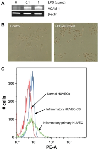 Figure 2 VCAM-1 expression on HUVEC-CS cells or primary HUVECs. (A) mRNA expression of VCAM-1 on HUVEC-CS cells activated by lipopolysaccharides (LPS). (B) The dark yellow shows VCAM-1 expression on HUVEC-CS cells detected by immunocytochemistry. (C) Flow cytometric data using cultured HUVEC-CS cells and primary HUVECs with PE-labeled VCAM-1. The cells were either normal (control) or activated by LPS (1 μg/mL) for 5 hours.Abbreviations: VCAM-1, vascular cell adhesion molecule 1; HUVEC-CS, human umbilical vein endothelial cells, subline; HUVEC, human umbilical vein endothelial cells; LPS, lipopolysaccharides; PE, phycoerythrin.