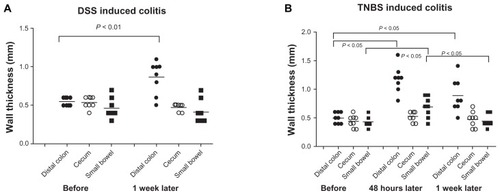 Figure 1 Changes in the wall thickness of distal colon, cecum and small bowel in rats after 7 days of DSS intake (A) and after a single intracolonic TNBS dosing, measurements 2 and 7 days later (B).