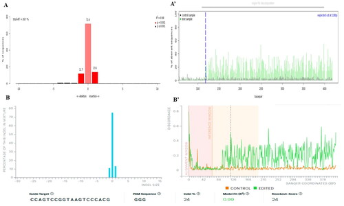 Figure 4. CRISPR editing efficiency determined using TIDE and ICE software. TIDE (Tracking of indels by decomposition) analyses showing indel spectra and aberrant PCR sequencing plot. The graph on the left shows indels frequencies within ±10 bp from theoretical gRNA breakpoints (a), and the graph on the right depict PCR sequence aberrations and theoretical gRNA cuts indicated by a blue line (A’), and total editing efficiency was 26.7%. ICE (inference of CRISPR edits) analyses show 24% editing efficiency (B) and discordance plots (B’). The gRNA region in cells showed a knockout score of 24.