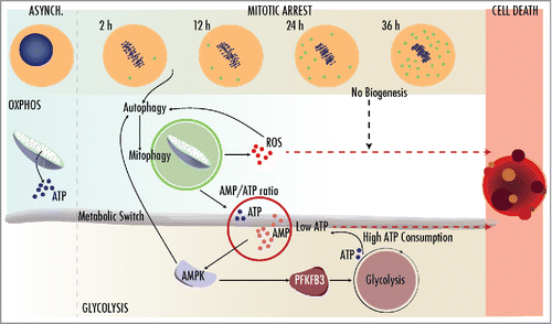 Figure 1. Mitotic arrest, such as the one imposed by microtubule poisons, induces a series of cellular changes to prolong cell survival. The induction of autophagy in the absence of organelle biogenesis results in mitophagy (green dots in the upper panel) and the depletion of functional mitochondria, leading to the presence of reactive oxygen species (ROS) and low ATP levels. This stimulates the activity of AMPK resulting in PFKFB3 phosphorylation and the induction of glycolysis, in order to fulfill the high energetic requirements of mitotic cells. The balance between ROS and ATP levels determines whether cells eventually die using caspase-dependent or -independent pathways before cells can escape from the mitotic arrest. (Art designs by mcasasengel@gmail.com.)