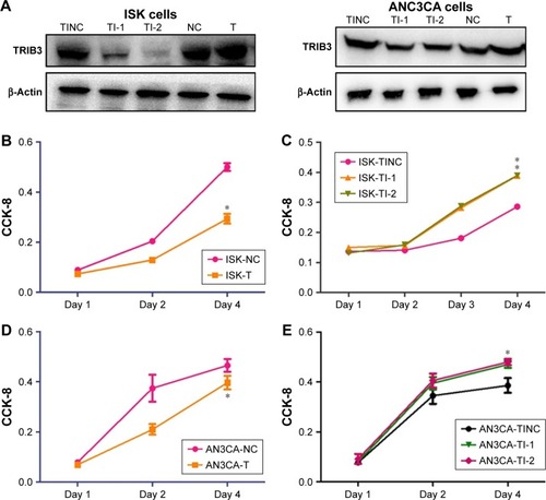 Figure 2 The effect of TRIB3 on ISK and AN3CA cell growth was evaluated by a CCK-8 assay.Notes: (A) Western blot analysis showed the ability of TRIB3 overexpression plasmid to upregulate TRIB3 and the ability of TRIB3-shRNA plasmid to downregulate the expression of TRIB3 in ISK and AN3CA cells. ISK and AN3CA cells were transfected with (B and D) TRIB3 overexpression plasmids and (C and E) TRIB3-shRNA plasmids. After 1, 2, and 4 days, the absorbance of cells was measured by CCK-8. NC: TRIB3 overexpression negative control group; T: TRIB3 overexpression group; TI-1: TRIB3-shRNA plasmid 1 group; TI-2: TRIB3-shRNA plasmid 2 group; TINC: TRIB3-shRNA inhibitor negative control group. *P<0.05 and **P<0.01, compared with the respective control groups by t-test. Data were obtained from three independent experiments.