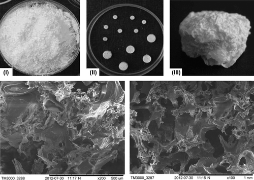 Figure 1. The upper row – a photograph of P3HB filling material (I), porous 3D implants: life-size (II), and × 10 magnified (III); the lower row – SEM images of P3HB porous implant.