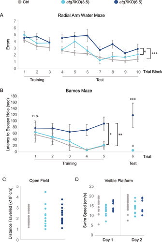 Figure 6. Deactivation of autophagy in adult mice leads to impairment in memory-dependent tasks. (A) 2dRAWM. Over Trial block 1–3 (Training), mice are trained to find a visible platform located in one arm of a 6-arm pool. Mice then must find a hidden platform over Trial blocks 4–5 on day 1, and over Trial blocks 6–10 on day 2. Day 2 is considered the testing day (Test). Although all groups performed similarly during training, only atg7iKO(6.5) mice consistently made more errors than their littermate Ctrls and atg7iKO(3.5) mice during testing. Ctrl, n = 24; atg7iKO(3.5), n = 13; atg7iKO(6.5), n = 10. Mean±St. Dev shown. (B) Barnes maze. Mice are trained to find an escape hole on an open platform over 3 days (Trials 1–5). After a 48-h intertrial interval, they are tested to find the escape hole (Trial 6). On Trials 1–3, all groups exhibited a similar latency to reach the escape hole. With continued Training and on the Test trial, Ctrl and atg7iKO(3.5) were able to acquire and execute the task, whereas atg7iKO(6.5) mice could not acquire the task. Ctrl, n = 16; atg7iKO(3.5), n = 4; atg7iKO(6.5), n = 4. Mean±St. Dev shown. (C and D) Cognitive differences could not be explained by a difference in motor performance. (C) Open Field Maze. Total distance traveled over a 60 min trial. Ctrl, n = 24; atg7iKO(3.5), n = 13; atg7iKO(6.5), n = 10. Individual data points shown. (D) Visible platform test. Daily swim speed average over 6 trials on Day1 and Day 2. Ctrl, n = 23; atg7iKO(3.5), n = 12; atg7iKO(6.5), n = 6. A significant difference in swim speed was found on Day 1 that resolved by Day 2 in the atg7iKO(3.5) group. Statistical analyses are found in Table S1.*p < 0.05, **p < 0.01, ***p < 0.001.