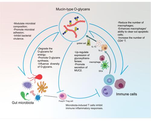 Figure 3 Association between mucin-Type O-glycans, microbiota, and immune cells. O-glycans regulate microbial composition, promote microbial adhesion, and inhibit bacterial virulence. Conversely, intestinal flora can degrade glycan for energy and also affect the composition of glycan. O-Glycans not only affect the number of various immune cells in the body, such as macrophages and CD4+T cells but also enhance the ability of macrophages to remove apoptotic cells. Immune cells mainly secrete inflammatory factors to promote mucin glycosylation. Lack of glycosylation can also affect microbial-related regulatory T cells, thereby inhibiting immune responses.