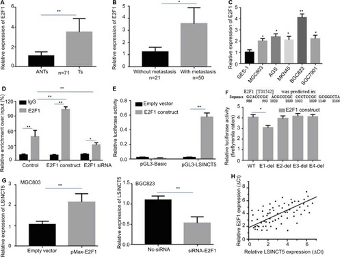 Figure 2 E2F1 upregulates LSINCT5 expression in GC cells.Notes: qRT-PCR analysis of the E2F1 expression levels in GC tissues and paired ANTs (A) and in metastatic and nonmetastatic GC tissues (B). (C) qRT-PCR analysis of E2F1 expression in a series of human GC cell lines and a normal gastric epithelial cell line (GES-1). (D) ChIP assays using E2F1 antibody demonstrated endogenous E2F1 binding to the LSINCT5 gene promoter, and ectopic expression or siRNA knockdown increased or reduced E2F1 enrichment at the LSINCT5 promoter, respectively. (E) A dual-luciferase reporter assay was performed through cotransfection of the LSINCT5 promoter fragment (pGL3-LSINCT5) and an E2F1-overexpression construct. (F) We examined the LSINCT5 core promoter region for transcription factor binding sites, and identified four tandem putative E2F1-binding sites. Reporter assays were conducted in cells transfected with various LSINCT5 promoter constructs in which different E2F1-binding elements were deleted (WT, del). Luciferase activity is presented relative to that of the pGL3 vector (a promoter-less vector). (G) qRT-PCR analysis of the LSINCT5 expression levels following the transfection of MGC803 and BGC823 cells with a pMax-E2F1 expression vector and siRNA-E2F1, respectively. (H) Analysis of the relationship between LSINCT5 and E2F1 mRNA levels (ΔCt value) in GC tissues. Bars: SD; *P<0.05 and **P<0.01.Abbreviations: ANTs, adjacent normal tissues; Ts, tumor tissues; ChIP, chromatin immunoprecipitation; del, deletion; GC, gastric cancer; qRT-PCR, quantitative real-time polymerase chain reaction; WT, wild type; NC, negative control.