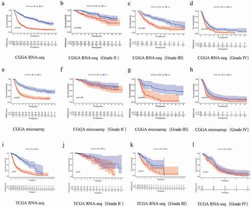 Figure 2. Impact of HOXA4 expression on the overall survival of glioma patients. Data are from the CGGA RNA-seq dataset (a–d), CGGA microarray dataset (e–h), and TCGA RNA-seq dataset (i–l).