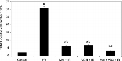 Figure 4.  Percentage of TUNEL-positive cells in kidney sections.Notes: The values are expressed as mean ± SEM. ap < 0.001 versus control group; bp < 0.001 versus I/R group; cp < 0.01 versus Mel + I/R, VD3 + I/R groups.