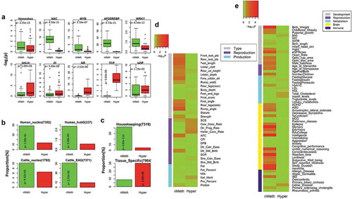 Figure 3. Comparison of genes with conserved non-methylated (< 2%) promoters (nMeth-genes) and genes with conserved hypermethylated (> 80%) promoters (hyper-genes) in human and cattle. (a) Difference in motif enrichment between nMeth-genes and hyper-genes in human, similar results held in cattle (Table S5). (b) Overlaps of nMeth-genes and hyper-genes with genes associated with sperm-retained nucleosome and genes activated preimplantation in human and cattle, and P values calculated by Fisher exact test. hubG is the hub genes that were activated preimplantation, while EAG was the embryonic activated genes preimplantation. (c) Overlaps of nMeth-genes and hyper-genes with house-keeping and tissue-specific expressed genes, and P values calculated by Fisher exact test. (d) GWAS signal enrichment of nMeth-genes and hyper-genes for 35 complex traits in cattle, and P values were obtained by genic marker-set test. (e) GWAS signal enrichment of nMeth-genes and hyper-genes for 60 complex traits in human, and P values were obtained by genic marker-set test.