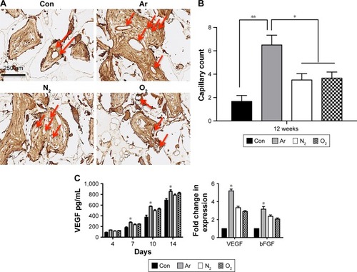 Figure 7 Angiogenesis of the plasma-modified scaffolds after five minutes of treatment.Notes: (A) Angiogenesis assessment after 12 weeks in a mouse model. Vessel ingrowth was identified using CD31 marker, where the number of capillaries was identified (red arrows). Scale bar: 250 µm. (B) Quantification showed a significantly higher capillary count on Ar-modified scaffolds compared with N2 and O2-modified scaffolds. (C) Analysis of the secretion of VEGF and bFGF by human dermal fibroblasts. Left: VEGF secretion measured by ELISA demonstrates increased protein secretion on the Ar-modified scaffolds at 7, 10 and 14 days by the HDFs compared with N2 and O2-modified scaffolds and unmodified scaffolds (Con). Right: The mRNA expression of VEGF and bFGF at 14 days was increased on the Ar-modified scaffolds compared with N2- and O2-modified scaffolds. Fold change represents the differences in the expression of the housekeeping gene GAPDH between cells grown on unmodified scaffolds (Con) and modified scaffolds. *P<0.05, **P<0.01.Abbreviations: Ar, argon; bFGF, basic fibroblast growth factor; Con, untreated; N2, nitrogen; O2, oxygen; VEGF, vascular endothelial growth factor.