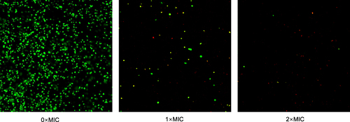 Figure 4 The effect of BER on cell membrane integrity of MRSA strain by confocal laser scanning microscopy.
