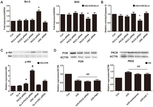 Figure 5 Overexpression of PKCδ induced by high glucose-impaired post-receptor anti-apoptotic signaling pathways of GLP-1 in H9C2 cells by inhibition of Akt phosphorylation. (A) Impact of PKCα, -β, -γ, -δ siRNA and UNC siRNA on Bcl-2 and BAX mRNA level after H/R in H9C2 cells cultured by high glucose. *P<0.01 vs HG + H/R + Ex-4 group and HG + H/R + Ex-4 + UNC siRNA group; (B) impact of PKCα, -β, -γ, -δ siRNA and UNC siRNA on caspase-3 activity level after H/R in H9C2 cells cultured by high glucose. *P<0.01 vs HG + H/R + Ex-4 group and HG + H/R + Ex-4 + UNC siRNA group; (C) knockdown of PKCδ increased phosphorylation level of Akt in H9C2 cells. *P<0.05 vs HG + H/R group; #P<0.01 vs HG + H/R + Ex-4 group and HG + H/R + Ex-4 + UNC siRNA group; (D) impact of activation and inhibition of both PKCδ and PI3K on each other.