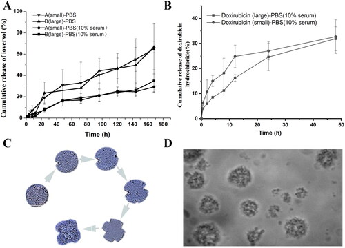 Figure 4. (A) In vitro release profiles of ioversol and doxorubicin hydrochloride in IVO-DOX-MVLs in PBS (pH 7.4) and PBS containing 10% serum (pH 7.4) at various time points (0, 0.5, 2, 4, 8, 12, 24, 48, 72, 96, 120,144, and 168 h); (B) Cumulative release of doxorubicin hydrochloride in MVLs within 48 h. Bars are the mean ± SD of three independent experiments; (C and D) Morphologic change of IVO-DOX-MVLs during the releasing period.