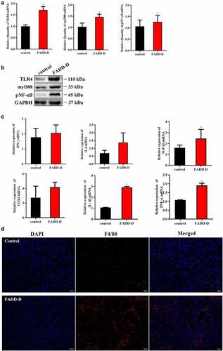 Figure 2. Increased inflammation in the kidney of FADD-D mice. A, the mRNA expression levels of TLR4, myD88, and NF-κB. B, the protein expression level of TLR4/pNF-κB/myD88 signaling pathway. C, the mRNA expression levels of the inflammatory cytokines including IFN-γ, IL-6, TGF-β1, COX2, IL-1β and TNF-α measured by qPCR assay. D, the macrophage infiltration in the kidney (n = 6, male mice aged 8 weeks). Scale bar 50 μm. Data are presented as mean ± SEM, *p <0.05 compared with respective control.