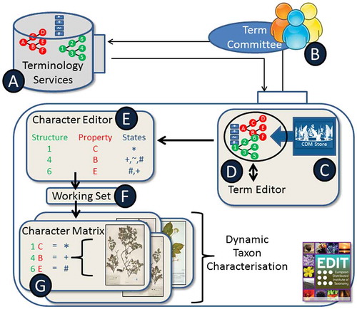 Figure 1. Schematic overview of the workflow and the components used, as implemented on the EDIT Platform. A: Terminology service, B: Term Committee, C: CDM Store Database, D: Term Editor, E: Character Editor, F: Working Set, G: Matrix Editor. Modified from Plitzner et al. Citation2017.