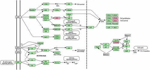 Figure 10. The Epstein-Barr virus biological pathway obtained from the KEGG database. The genes found to be highly expressed in this pathway as a result of the current study, which are likely to be involved in the resistance against GBM, are highlighted in a specific color.