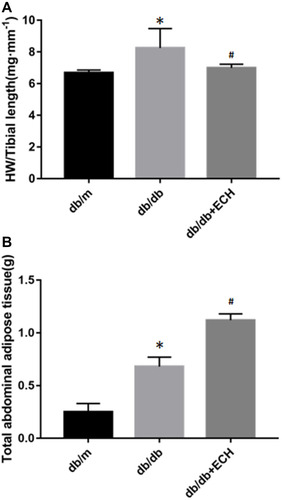 Figure 2 Effects of ECH on HW/TL of db/db mice (A) and abdominal fat thickness of mice (B) of db/db mice.