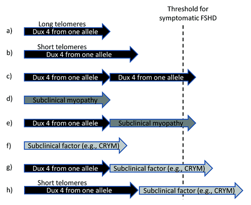 Figure 1. Possible mechanisms in FSHD. By itself, DUX4 expression from a contracted allele might not be sufficient to cause FSHD symptoms (A). Short telomeres would increase expression, but still might not be sufficient (B). A variety of additional factors could cooperate with DUX4 to increase muscle toxicity and produce weakness. A far from exhaustive list could include compound heterozygosity (having two contracted alleles, each increasing the dose of DUX4 expression so the total was sufficient to exceed a threshold, (C), and other conditions that compromised muscle function (such as a subclinical myopathy (D, E), or the increased expression of other factors that by themselves produced decreased muscle reserve but not overt symptoms: (F-H). Telomere length could modulate the age of onset and severity of symptoms by influencing DUX4 levels or the level of other genes.