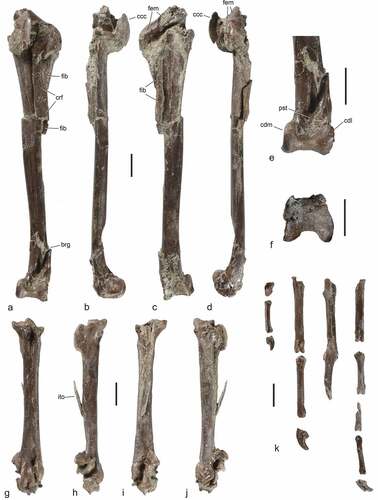 Figure 2. Partial leg of Allgoviachen tortonica, n. gen. et sp. from the earliest late Miocene (Tortonian) of the Hammerschmiede clay pit (holotype, SNSB-BSPG 2020 XCIV 1058). (a) ‒ (d) Left tibiotarsus in (a) cranial, (b) medial, (c) caudal, and (d) lateral view, with details of the distal end in (e) cranial and (f) distal view. (g)‒ (j) Left tarsometatarsus in (g) dorsal, (h) medial, (i) plantar, and (j) lateral view. (k) Pedal phalanges. Abbreviations: brg, breakage; ccc, crista cnemialis cranialis; cdl, condylus lateralis; cdm, condylus medialis; crf, crista fibularis; fib, fibula; ito, intratendinous ossification; pst, pons supratendineus. Scale bars equal 10 mm. [Colour online].