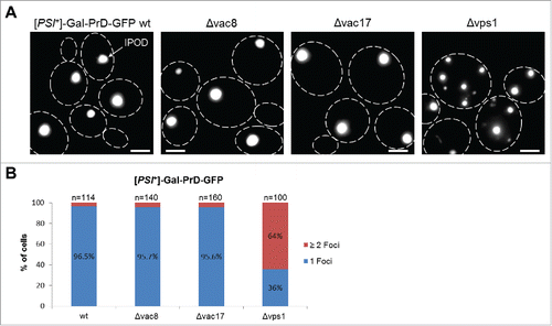 FIGURE 2. Vps1, but not Vac8 and Vac17, is involved in the sorting of PrD-GFP aggregates to the IPOD. (A) PrD-GFP was integrated into the genome under the galactose-inducible promoter in a [PSI+] wild-type (wt) strain or a strain with a deletion of Vac8, Vac17 or Vps1. Cells were grown overnight in YPD and induced with galactose for 6 hours at an OD600 of 0.15. Cells were then fixed with 4 % paraformaldehyde (PFA) and analyzed by fluorescence microscopy (xcellence IX81Olympus). Images were acquired with a 100X /NA 1.45 oil immersion objective as Z-stacks with an optical section of 0.2 µm. An overlay of the acquired z-stacks (maximum intensity projection) was then processed with the ImageJ software. Scale bar, 2 µm. (B) Quantification of PrD-GFP foci in the wild-type strain and strains with the deletion of Vac8, Vac17 or Vps1 is shown. Frequencies of cells with one single focus or more than one foci are given in %; n = number of cells analyzed for quantification.