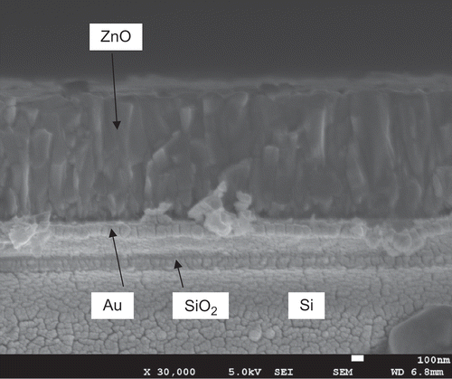 Figure 3. SEM image of the cross-sectional ZnO thin film.