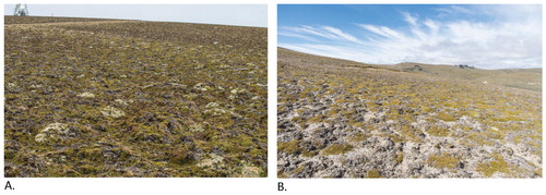 FIGURE 1. Study sites: patterned ground landscapes with dwarf shrub cushion vegetation in the high alpine zone, New Zealand, central Otago, summer 2014. (A) Old Man's Range; (B) Pisa Range.