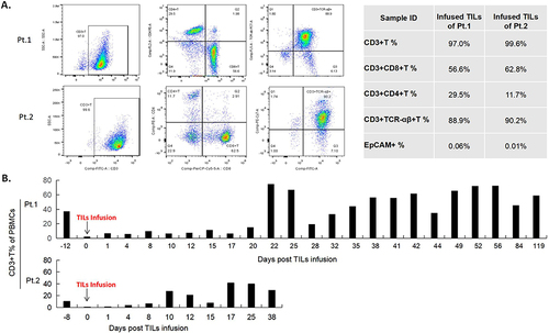 Figure 2 Characterization of TILs and lymphocytes from the peripheral blood during treatment and changes in T cell subtypes in the peripheral blood. (A). Flow cytometry analysis of the TILs products of patient 1 and 2 showing that among the infused TILs product, 97% and 99.6% of the TILs are CD3+ T cells, 56.6% and 62.8% of the TILs are CD3+CD8+T cells, 28.5% and 11.7% of the TILs are CD3+CD4+T cells, 88.9% and 90.2% of the TILs are CD3+TCR-αβ+T cells, and 0.06% and 0.01% of the TILs are EpCAM+ cells. (B). Quantifications of peripheral blood lymphocytes during treatment showed that the two patients maintained a high percentage of lymphocytes until 12 weeks and 6 weeks post treatment. PBMCs, Peripheral Blood Monocytes.