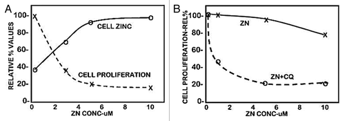 Figure 1. The effect of zinc treatment on the cellular accumulation of zinc and proliferation of Panc1 cells. The cells were treated with zinc for 24 h. (A) Pyrithione (1 uM) was included in the medium. (B) Clioquinol (10 uM) was included in the medium.