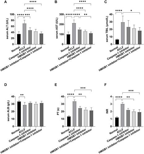 Figure 5 Liver function and coagulation function of rats in each group.