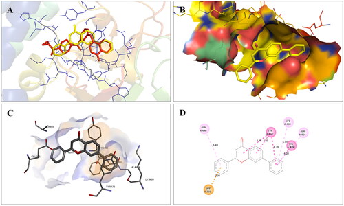 Figure 4. Interaction analysis of 1 with PARP2. (A) Overlay of 1 (yellow) with co-crystallized ligand (pink). (B) Orientation of 1 in the active site of PARP2 protein. (C) 3D docked pose of 1. (D) 2D docked pose of 1 showing hydrophobic interactions.