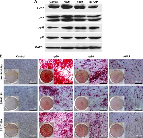 Figure 10 HAPs induce osteogenic differentiation of hWJ-MSCs via activation of JNK and p38 signaling pathways. (A) The expression profile of key proteins in JNK and p38 signaling pathways in hWJ-MSCs cultured with np20, np80, and m-HAP for 24 h. (B) The extracellular calcium deposition in hWJ-MSCs cultured in HAPs for 14 days with or without SP600125 and SB203580, respectively. Cells without HAPs treatment were set as the control group.Abbreviations: HAPs, hydroxyapatite particles; hWJ-MSCs, human umbilical cord Wharton’s jelly-derived mesenchymal stem cells; JNK, c-Jun N-terminal kinases; np20, hydroxyapatite nanoparticles 20 nm in diameter; np80, hydroxyapatite nanoparticles 80 nm in diameter; m-HAP, micro-sized HAP particles; HAP, hydroxyapatite.