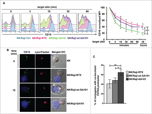 Figure 2. CD16 engagement by anti-CD20-opsonized targets induces receptor down-modulation and lysosomal targeting. (A) Primary cultured NK cells were combined (2:1) for the indicated times with rituximab (Raji-RTX)-, obinutuzumab (Raji-GA101)-, wt-GA101 (Raji-wt-GA101)-opsonized or non-opsonized Raji (Raji-Ctrl). CD16 surface expression was evaluated by FACS analysis by anti-CD16 (Leu11c) mAb gating on CD56+ population. (Left panels) The overlays of histograms from one representative experiment are shown. (Right panel) Normalized CD16 MFI was calculated as follows: (MFI of the stimulated sample/MFI of Ctrl sample) × 100, assuming as 100% the MFI value of NK cells co-cultured with non-opsonized (Raji-Ctrl) targets for each time of stimulation. Data (mean ± SEM) from six independent experiments are shown. *p < 0.05. (B) LysoTracker-labeled NK cells (red) were combined (2:1) for 15 min with CMAC-labeled rituximab (NK/Raji-RTX)-, obinutuzumab (NK/Raji-GA101)- or wt-GA101 (NK/Raji-wt-GA101)-opsonized targets (blue). Cell conjugates were fixed, permeabilized and stained with anti-CD16 (B73.1) followed by Alexa Fluor 488-GAM (green) Abs. A representative image of NK/target conjugate and isolated NK cell are shown. The overlay of the three-color merged image and the differential interference contrast (DIC) is shown. Scale bar, 5 μm. (C) The percentage of conjugates containing CD16/lysosome co-localization (Pearson's correlation coefficient > 0.2) was analyzed on randomly acquired fields of three independent experiments (mean ± SEM; n = 50 conjugates). *p < 0.05, **p < 0.01.