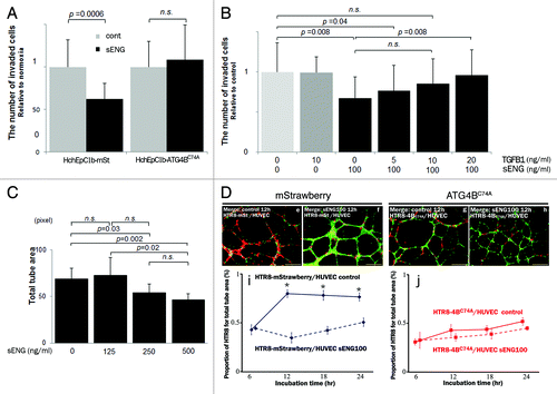Figure 6. sENG inhibited EVT invasion and vascular remodeling. (A) Invasion assays were performed with HchEpC1b-ATG4BC74A, an autophagy-deficient EVT cell line, or HchEpC1b-mStrawberry cells in the presence or absence of 100 ng/ml sENG under 2% oxygen tension for 48 h. The Y-axis indicates the number of invading cells. Data were normalized to 1 for the control at 48 h. (B) HchEpC1b-mStrawberry cells were treated with 100 ng/ml sENG and several doses of TGFB1 under 2% oxygen tension for 48 h. Data were normalized to 1 for the control at 48 h. (C) Tube formation assays by HUVECs with HchEpC1b-mStrawberry cells were performed under 8% oxygen tension for 24 h in the presence of 0, 125, 250 or 500 ng/ml sENG. The quantification of total tube area formed with dual cell lines was evaluated at 24 h. (D) Representative figures of tube formation by HUVECs (green) with HTR8-ATG4BC74A (red) or HTR8-mStrawberry cells (red) in the presence (f and h) or absence (e and g) of 100 ng/ml sENG under 8% oxygen tension for 12 h. (i and j) The graphs show the HTR8 (red) area as a proportion of the total area in the HTR8-mStrawberry cells and HUVECs (i) or HTR8-ATG4BC74A cells and HUVECs (j). *p < 0.001: the proportion in HTR8-mStrawberry and HUVECs control (blue solid line) is significantly higher than that in HTR8-mStrawberry and HUVECs with 100 ng/ml sENG (blue dotted line). There was no significant difference between the HTR8-ATG4BC74A and HUVECs control (red solid line) and the HTR8-ATG4BC74A and HUVECs with 100 ng/ml sENG (red dotted line). Data are shown as the mean ± S.E. for three independent experiments. Scale bar: 300 μm. n.s., not significant.