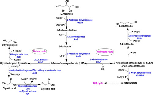 Figure 2. Non-phosphorylating, Dahms and Weimberg routes for arabinose metabolism [Citation13,Citation58].