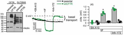 Figure 1. CFTR but not SLC26A9 does contribute to basal Cl- transport in CFBE human airway epithelial cells. Left: Western blot of CFTR in CFBE-wtCFTR human airway epithelial cells, but not in CFBE-parental cells lacking expression of CFTR (parental). In contrast, endogenous SLC26A9 is expressed in both CFBE-wtCFTR and in CFBE-parental cells. The four bands detected are due to expression of the different splice variants of SLC26A9. Middle: Original Ussing chamber recordings obtained from CFBE-parental and CFBE-wtCFTR cells under open circuit conditions. The basal transepithelial voltage (Vte) reflecting the basal transport in nonstimulated CFBE cells was not affected by S9-A13 (5 µM), suggesting that SLC26A9 does not contribute to basal Cl- secretion in airways. In CFBE-wtCFTR cells but not in CFBE-parental cells, IBMX and forskolin (IF; 100/2 µM), induced a negative voltage deflection due to activation of CFTR-dependent Cl- secretion. The CFTR inhibitor 172 (Inh-172) inhibited the IF-activated transport and also the basal transport, suggesting that CFTR is in charge of both basal and stimulated transport. Right: Summary of the changes in transepithelial voltage due to different manoevers. Cell culture and Ussing chamber techniques have been reported in previous publication [Citation15]. Mean ± SEM (number of experiments). *indicate significant effects of if and inh-172 (p < 0.05; ANOVA).