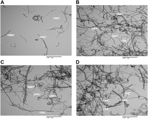 Figure 3 TEM images of the pure CNTs (A), CNTs-COOH (B), CNTs-PEG (C), and CNTs-SFN (D).