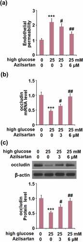 Figure 5. Azilsartan alleviated high glucose (25 mM)-induced endothelial monolayer permeability in bEnd.3 brain endothelial cells by increasing occludin. Cells were stimulated with high glucose (25 mM) with or without Azilsartan (3, and 6 μM) for 24 hours. (A). Endothelial permeability; (B). mRNA of occludin); (C). Protein of occludin (***, p < 0.005 vs. control group; #, ##, P < 0.05, 0.01 vs. high glucose group)