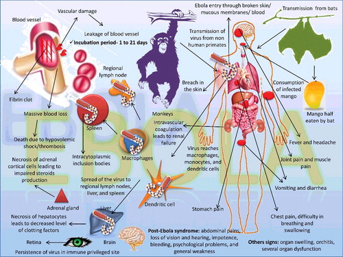 Figure 5. Transmission, pathogenesis, and clinical signs of Ebola virus.