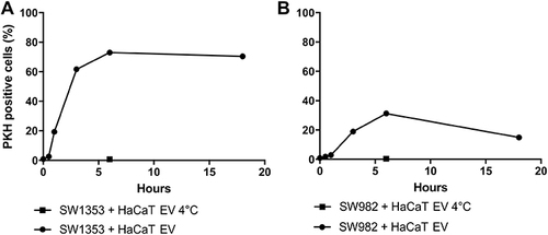 Figure 5 HaCaT EVs can be internalized by SW1353 and SW982 cell lines. EVs were isolated from HaCaT supernatant, stained with PHK67 and incubated with SW1353 (A) and SW982 (B) and cells for different time points. Cells fluorescence was assessed by FACS analysis. Incubation was performed at 37°C (black dots) or, as a negative control, for 6h at +4°C (black square). One representative experiment out of two is shown.