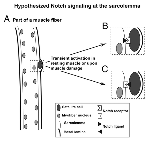 Figure 2. Cartoon illustrating the muscle satellite cell niche and the hypothesized Notch signaling involving the sarcolemma. (A) Illustration of how satellite cells are wedged between the basal lamina and the sarcolemma (plasma membrane of the myofiber). (B) Diagram of Notch signaling from a myofiber to an associated satellite cell. (C) Diagram of Notch signaling from the satellite cell to the myofiber.