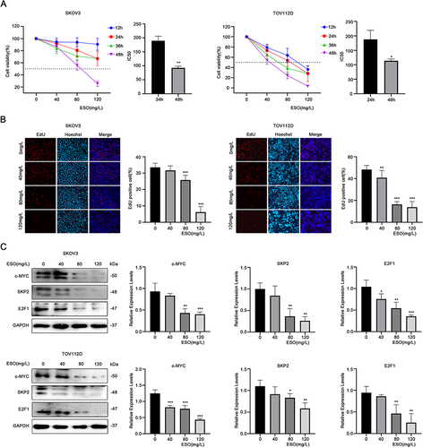 Figure 1 ESO inhibits the proliferation of ovarian cancer cells. (A) The CCK-8 assay was used to detect the viability of SKOV3 and TOV112D cells treated with different concentrations of ESO for 12, 24, 36, and 48 h. The IC50 of SKOV3 and TOV112D cells treated with ESO for 24 and 48 h, respectively. (B) The EdU assay was used to detect the number of EdU positive cells in the proliferating stage treated with ESO for 24 h (magnification 100×). (C) Protein expression of c-MYC, SKP2 and E2F1 in SKOV3 and TOV112D cells after treatment with ESO for 24 h. Data represent mean ± SD. *p<0.05, **p<0.01, ***p<0.001.