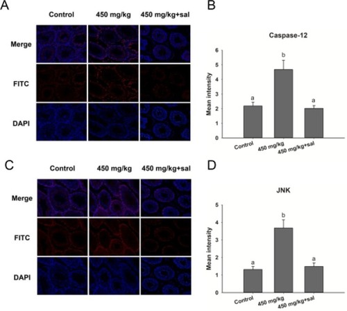 Figure 5 Immunofluorescence detection of caspase-12 and JNK in the testis of mice treated with ZnO NPs and salubrinal. (A) Caspase-12; (C) JNK. Blue: DAPI; Red: JNK and caspase-12. Magnification: 200×. (B and D) The panels are semiquantitative analysis. Data are expressed as mean ± SD.