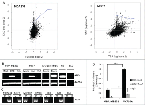 Figure 1. Silencing of NEFH is associated with DNA promoter hypermethylation or repressive chromatin structure. (A) Appearance of NEFH within the breast cancer hypermethylome. Cell lines were treated with either 5 μmol/L DAC for 96 hours or 300 nmol/L TSA for 18 hours. Gene expression changes (analyzed on 4 × 44 K Agilent platform) are plotted by fold change (log scale) after DAC (y-axis) or TSA (x-axis) treatment. (B) Expression (mRNA) of NEFH in untreated (Mock), DAC (5 μmol/L 96 hours) or TSA (300 nmol/L18 hours) treated MDA-MB-231 and MCF7 cells as well as in untreated MCF10A and HMEC cells or normal breast (NB). (C) Methylation status of the NEFH region from +41 to +198 relative to transcription start site (TSS) in cells without treatment (Mock) or cells treated with DAC or TSA assessed by MSP. U and M marking unmethylated and methylated bands, respectively. DKO and IVD were used as control for unmethylated and methylated DNA, respectively. (D) ChIP at the NEFH promoter region from +125 bp to +296 bp relative to TSS for α-H3k4me2 and α-H3k27me3. All values are corrected for IgG background and are normalized to the relative amount of Input obtained by real-time PCR from 2 independent experiments ± SEM. Group comparisons were carried out using Student t test, P***< 0.001 and P*< 0.05.